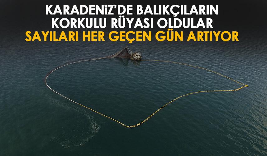 Balıkçıların korkulu rüyası! Karadeniz'de sayıları artıyor