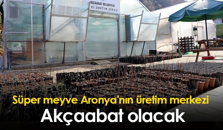 Süper meyve Aronya'nın üretim merkezi Akçaabat olacak