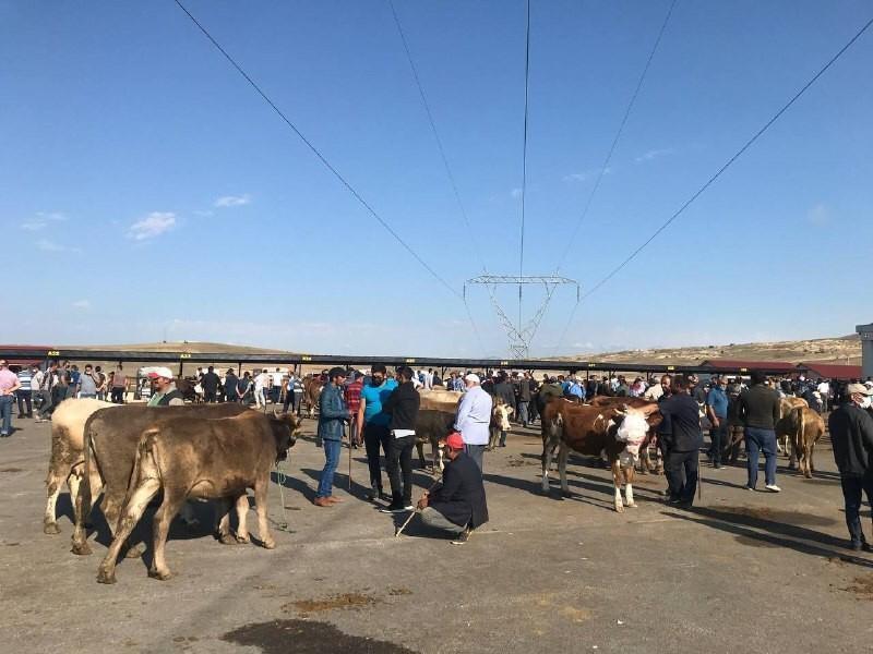Bayburt'ta canlı hayvan pazarı kapatıldı!