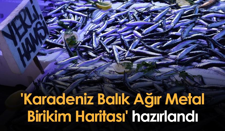 Giresun'da 'Karadeniz Balık Ağır Metal Birikim Haritası' hazırlandı