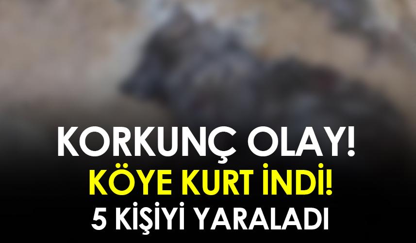 Erzurum'da köye kurt indi! 5 kişiyi yaraladı