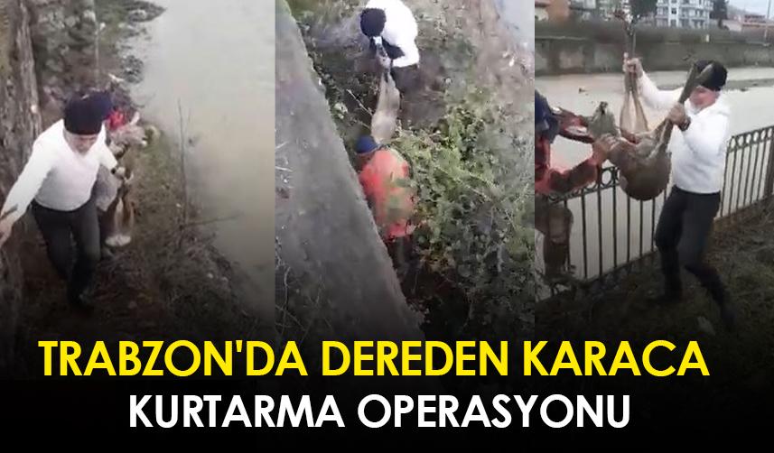 Trabzon'da dereden karaca kurtarma operasyonu