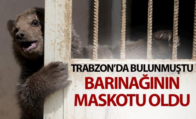 Trabzon'da bulunmuştu barınağın maskotu oldu