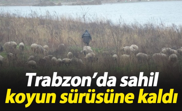 Trabzon'da sahil koyunlara kaldı