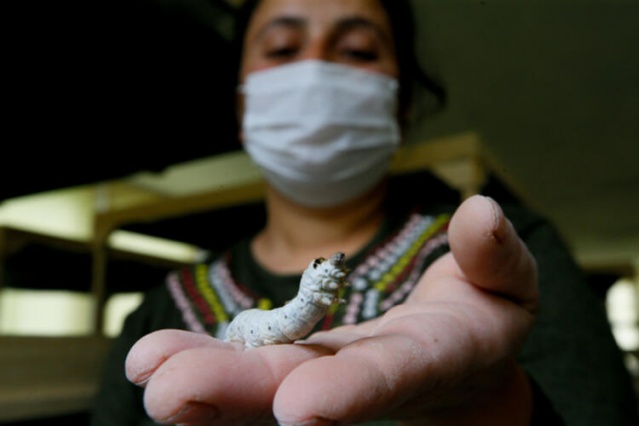 İzmir'de ipek böcekçiliğini kadınlar canlandıracak