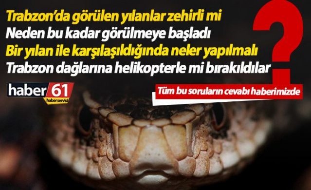 Trabzon ve Karadeniz'de görülen yılanlar zehirli mi? Açıklama geldi