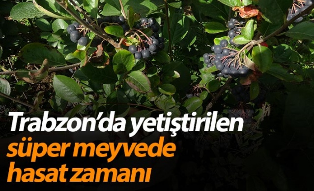 Trabzon'da yetiştirilen süper meyvede hasat zamanı