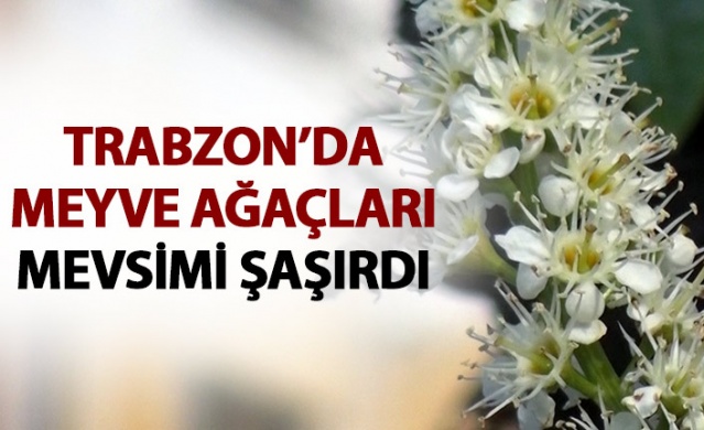 Trabzon'da meyve ağaçları Ocak ayında çiçek açtı