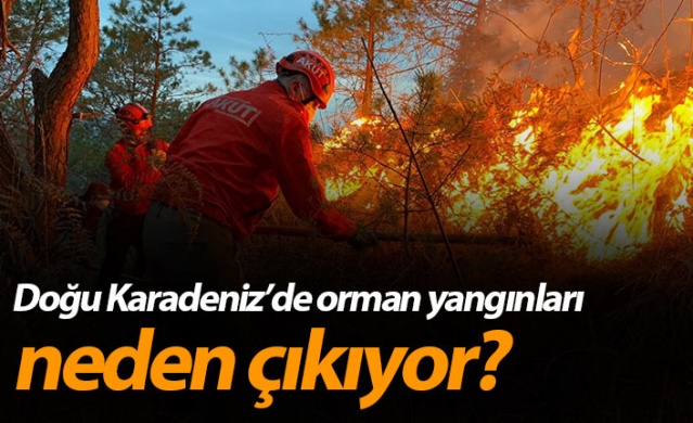 Doğu Karadeniz'de orman yangınları neden çıkıyor?
