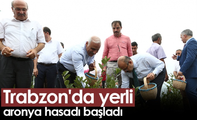 Trabzon'da yerli aronya hasadı başladı