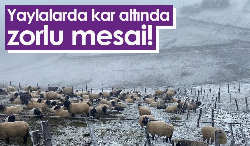 Trabzon'da yaylalarda karaltında zorlu mesai! Foto Haber