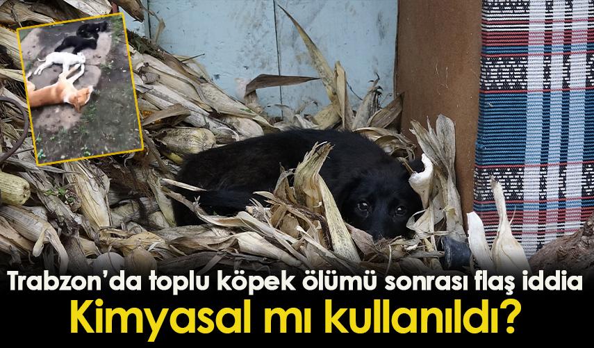 Trabzon'da toplu köpek ölümü sonrası flaş iddia! Kimyasal mı kullanıldı?