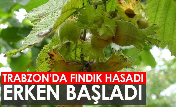 Trabzon’da fındık hasadı erken başladı