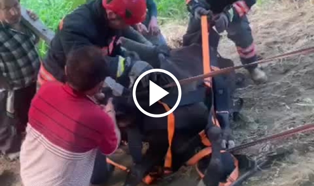 Trabzon 'da inek kurtarma operasyonu.20 Haziran 2022