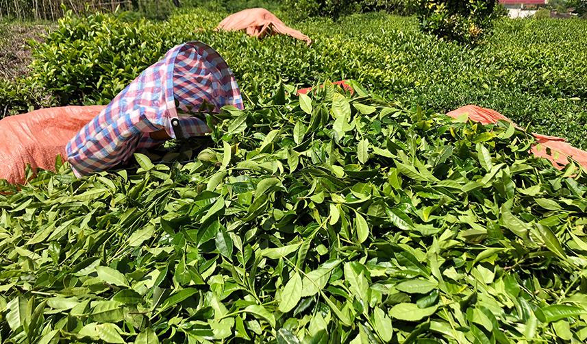 Rize'de çay üreticileri bahçelere girmeye başladı