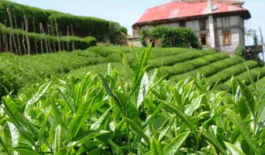 Rize'de 2 ayda çay ihracatından 1,3 milyon dolar kazanç