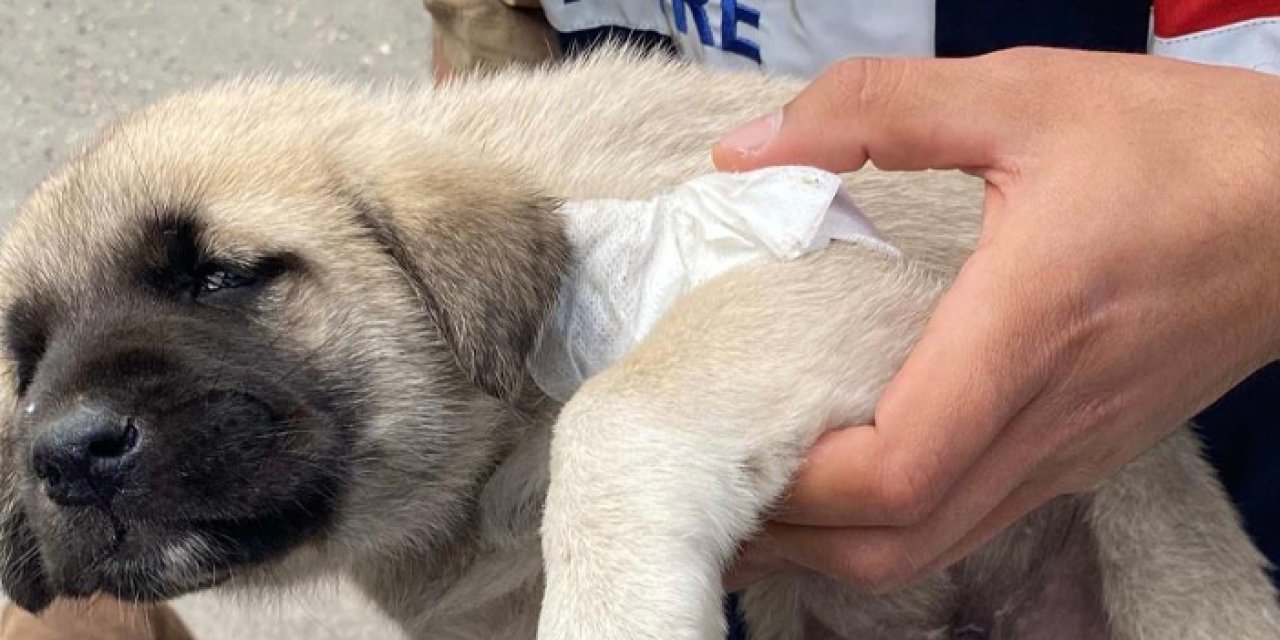 Bayburt'ta yaralı yavru köpeğe hayvanları koruma timi müdahale etti