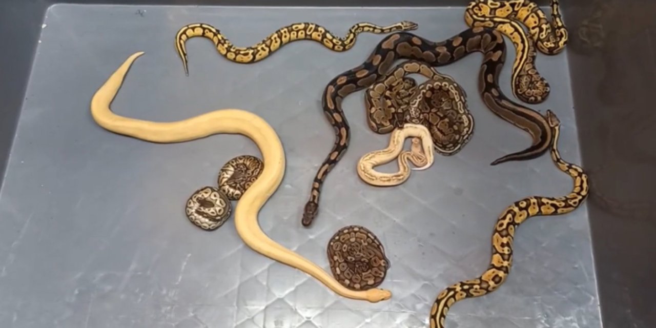 Sınırda 28 piton yılanı ele geçirildi