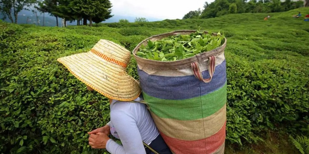 ÇAYKUR 49 fabrikasında 24 saat yaş çay alımı yapacak