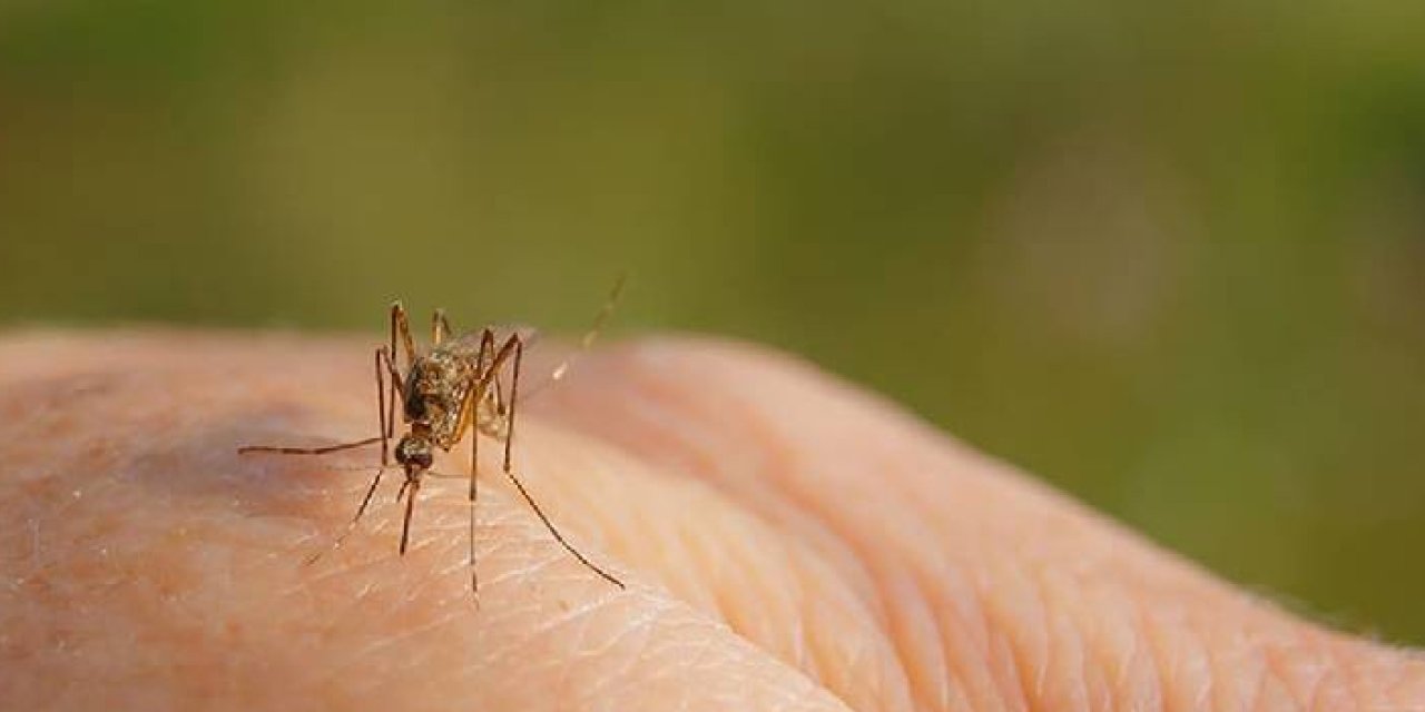 Dünyanın yarısı dang virüsü riski altında! Sivrisineklerden bulaşıyor