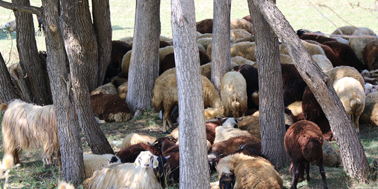 Bayburt'ta sıcaktan bunalan hayvanlarını ağaç diplerinde serinletiyor