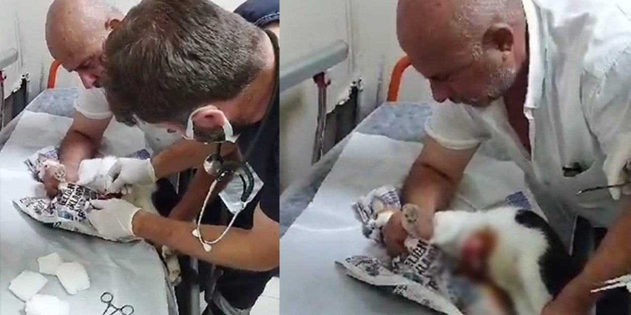 Trabzon'da yaralı kediyi veteriner bulamayınca hastaneye götürdü