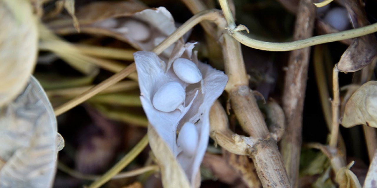 Gümüşhane’de kuru fasulye hasadı devam ediyor