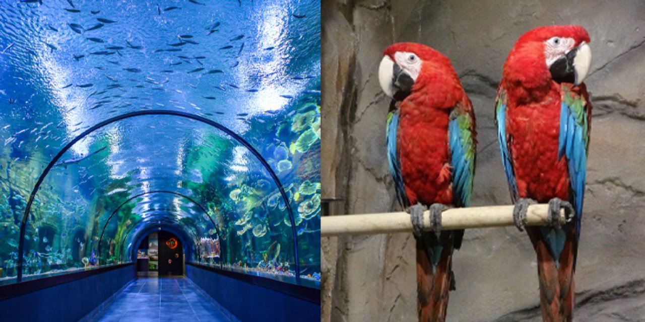 Trabzon'da Tünel Akvaryum ve Kuş Parkı'nın ruhsatı var mı? Açıklama geldi