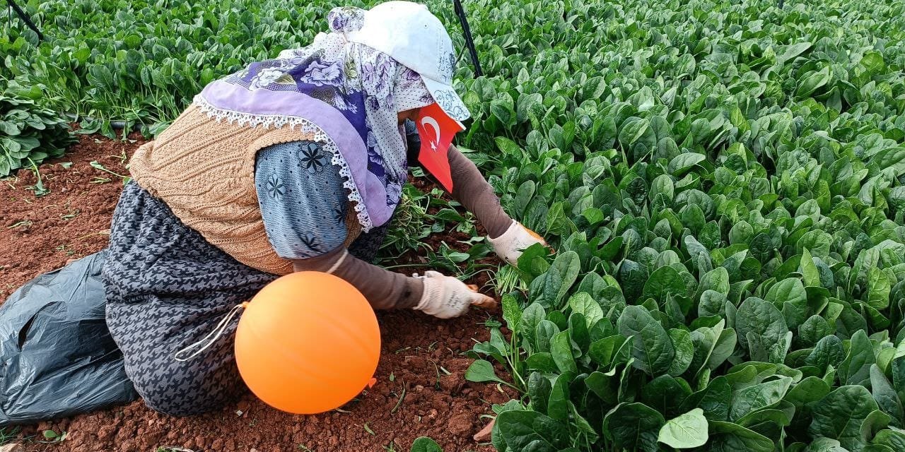 Tokat'ta çiftçiler 29 Ekim Cumhuriyet Bayramı'nı kutladı