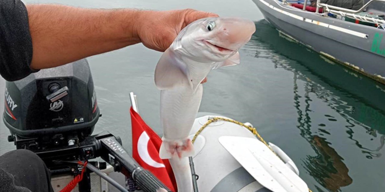Samsun'da balıkçıların oltasına bu kez köpekbalığı takıldı