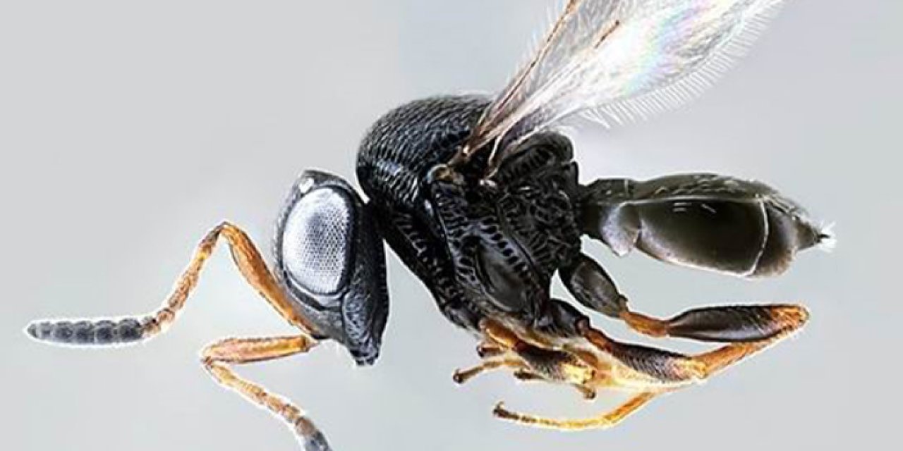 Arıcıların korkulu rüyası! Samuray arıları akıllarda soru işareti