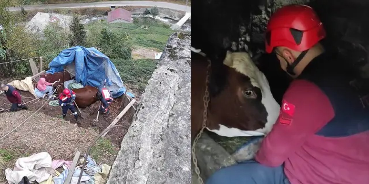 Trabzon'da itfaiye ekipleri uçurumdan düşen inek için seferber oldu!
