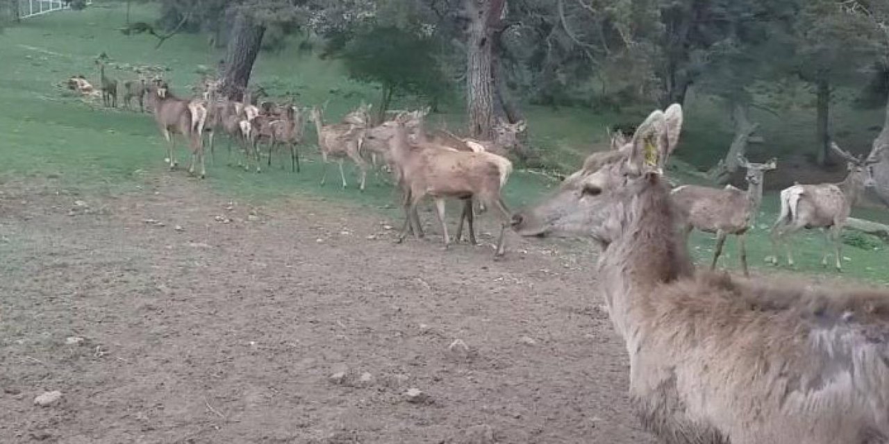 Samsun'da 87 kızıl geyik üretilerek tabiata bırakıldı