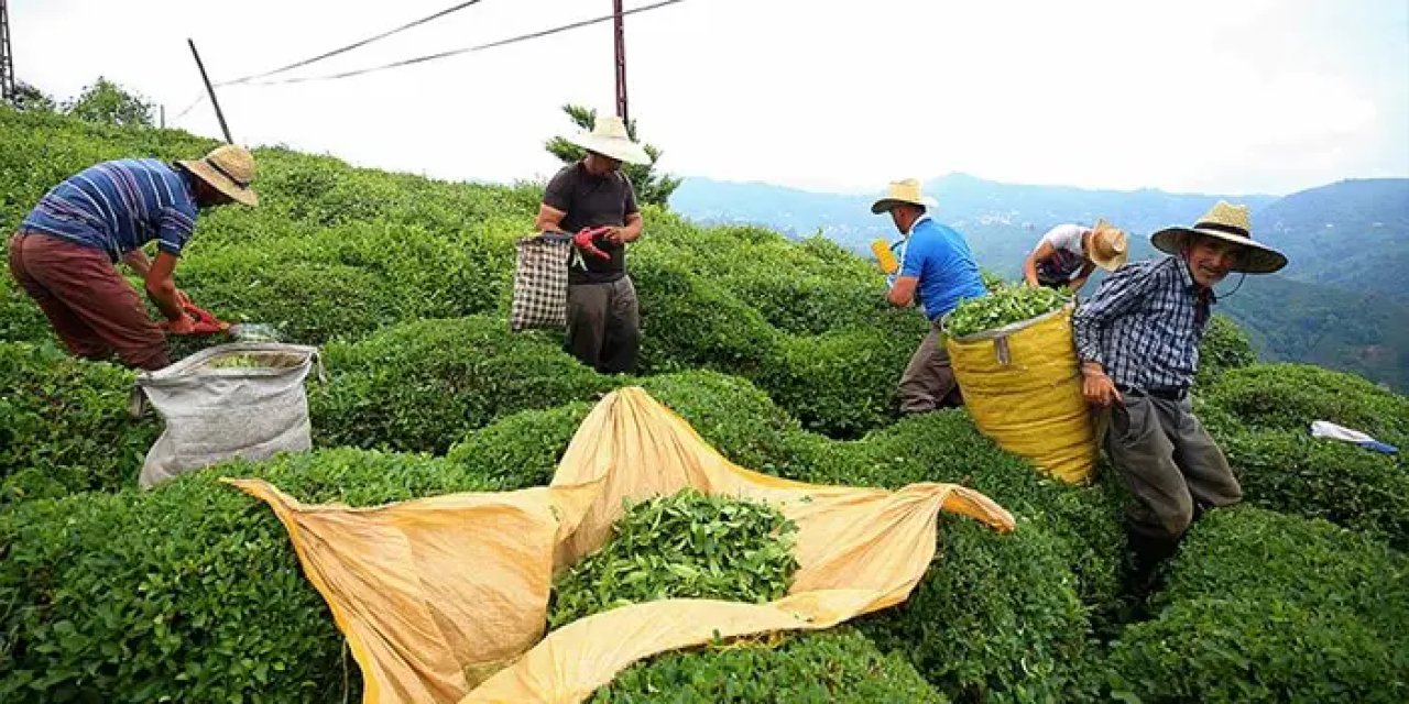 Rize'nin 11 aylık çay ihracatında artış!