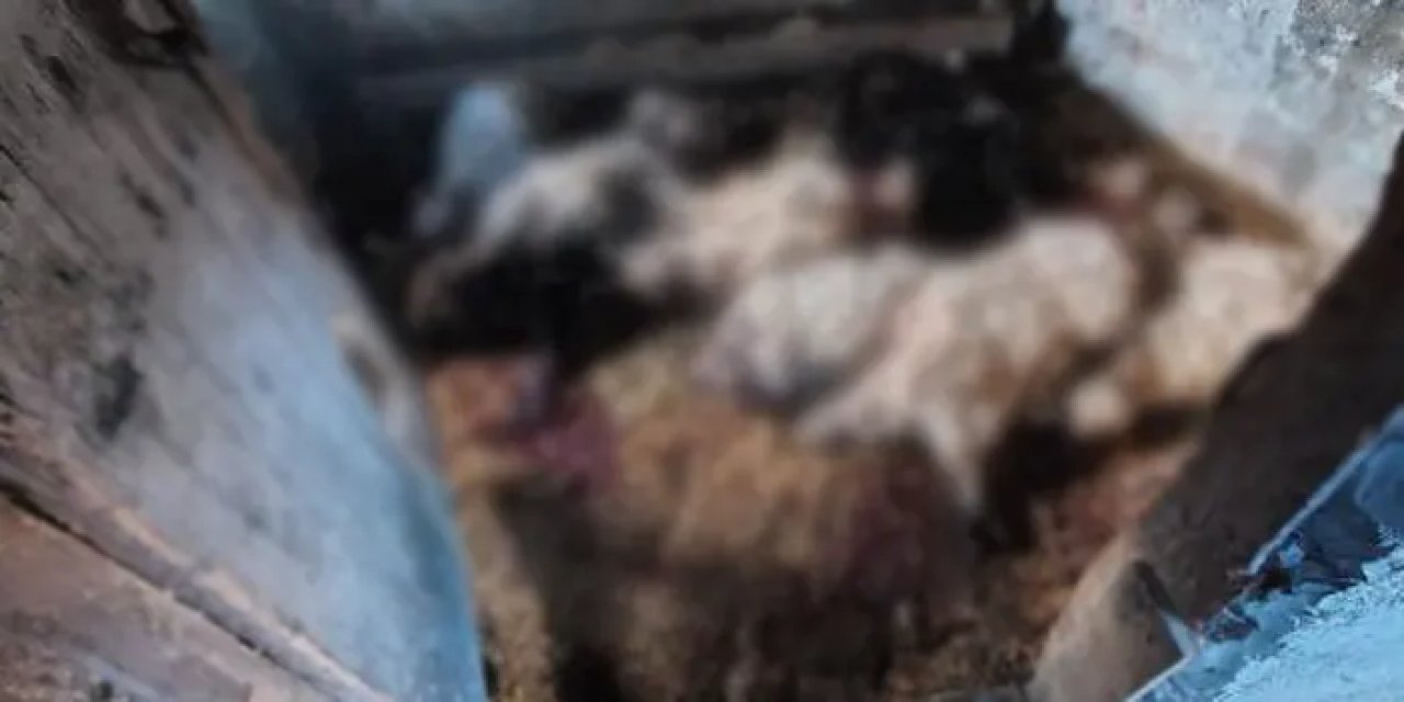 Trabzon'da kurtlar ahıra saldırdı! 30 küçükbaş hayvan telef oldu
