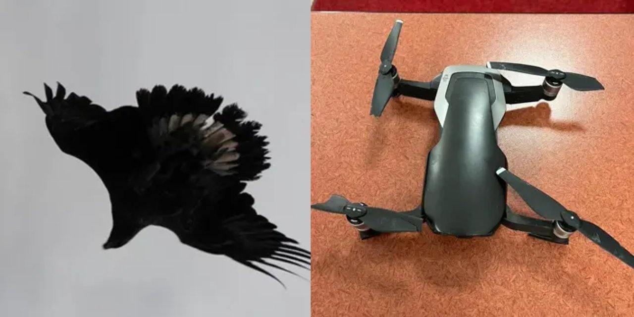 Artvin'de havadaki kartal dronu düşürdü