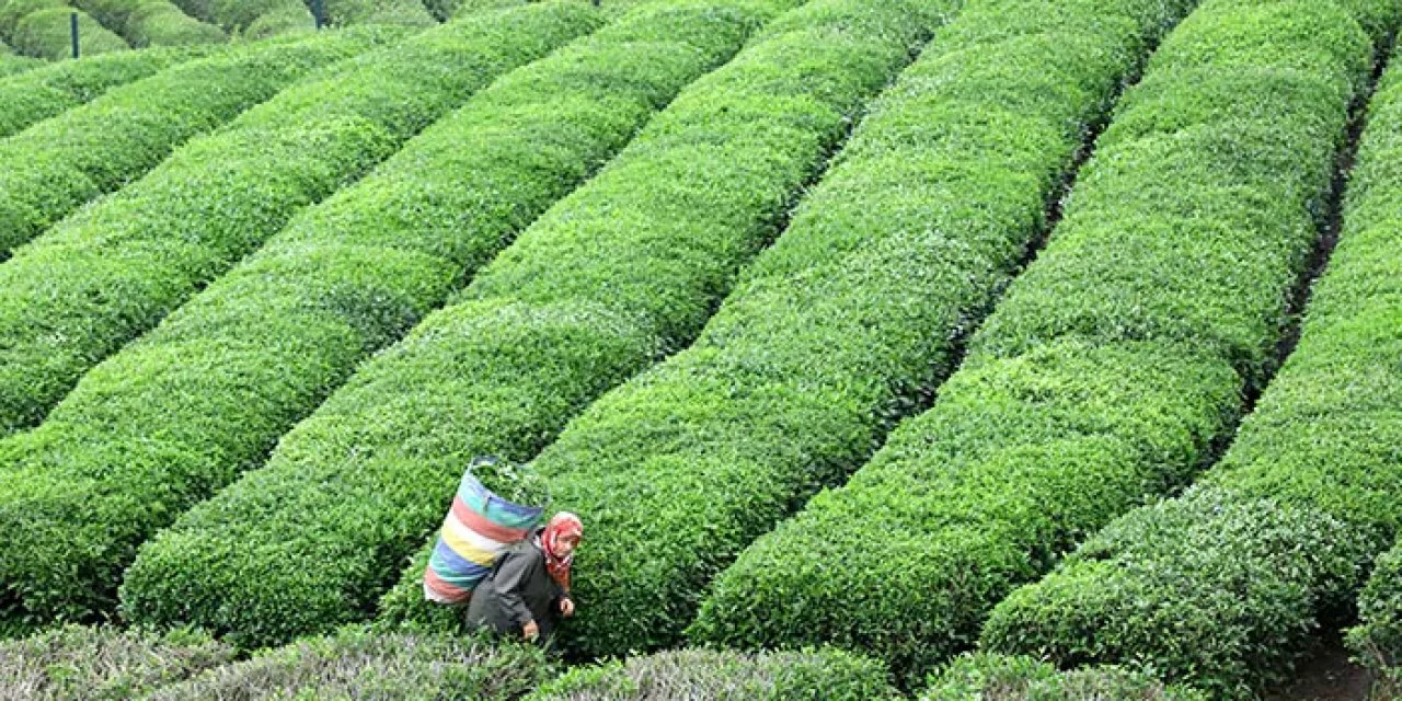 Rize'den çay ihracatı arttı! 32 ülkeye gönderildi