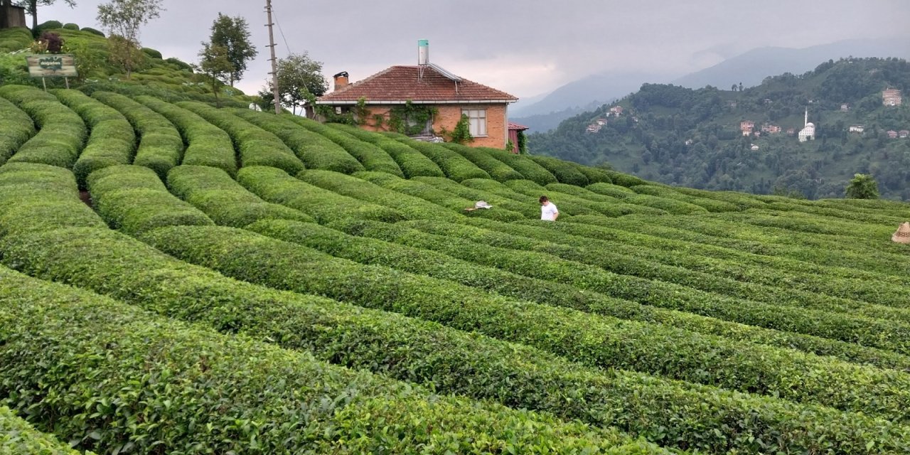 Çay üreticisi çay kanununu bekliyor "Acil çözüm"