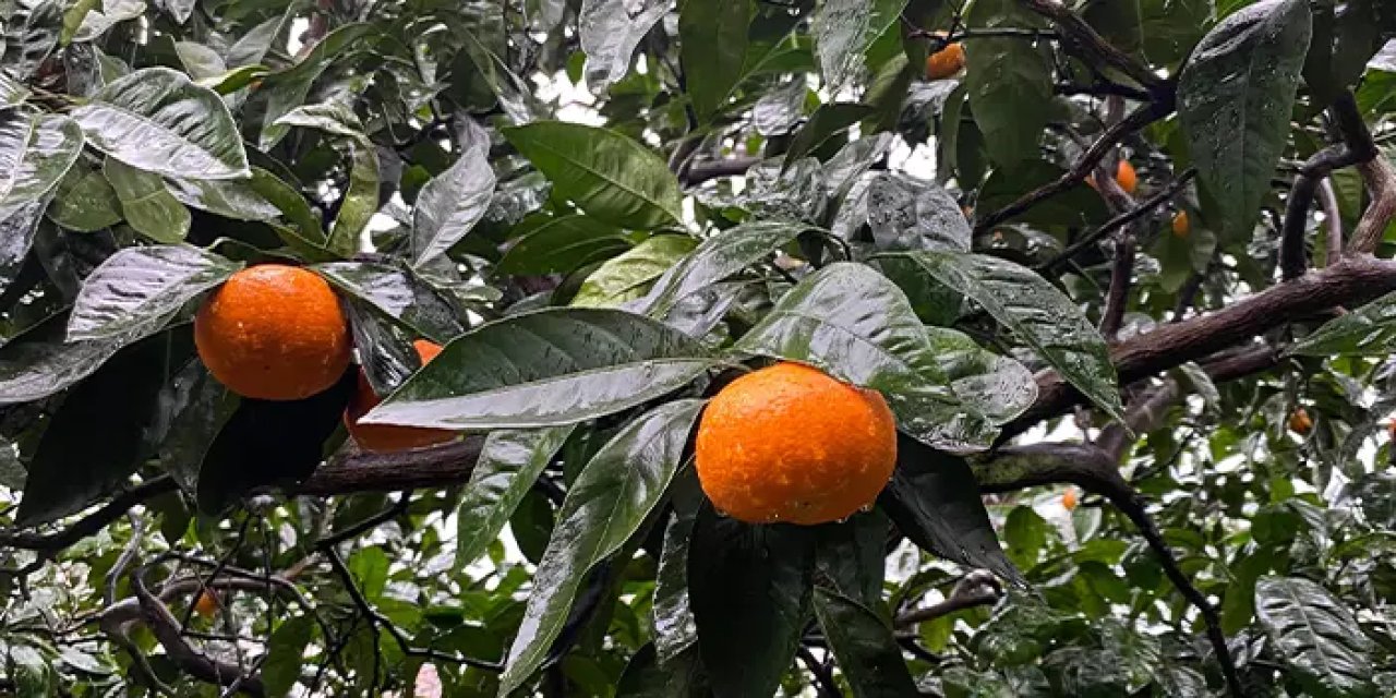 Artvin'de üretilen mandalinalar lezzeti ve iriliği ile dikkat çekiyor