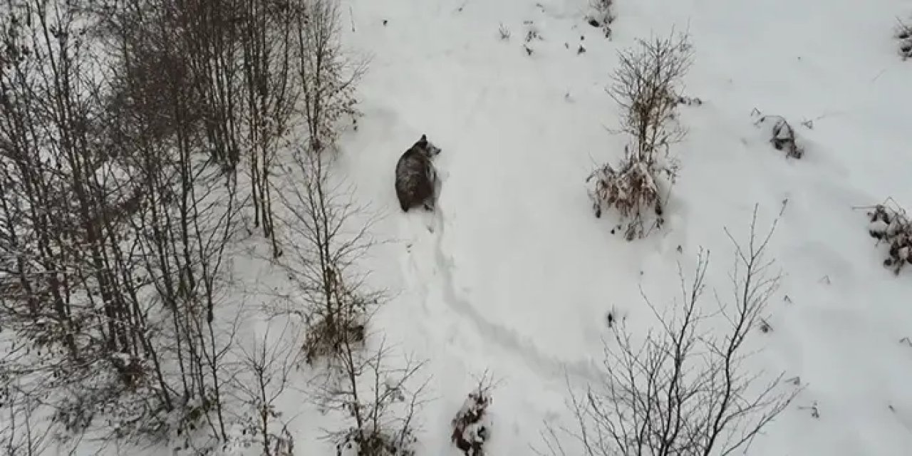 Ordu'da kış uykusuna yatamayan ayı kamerada!