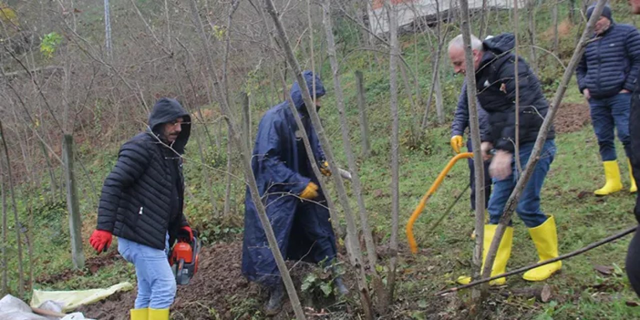 Fındıkta sorun yaşlılık! TTB Başkanı Ergan: “Bahçelerle birlikte üreticileri de gençleştirmeliyiz”