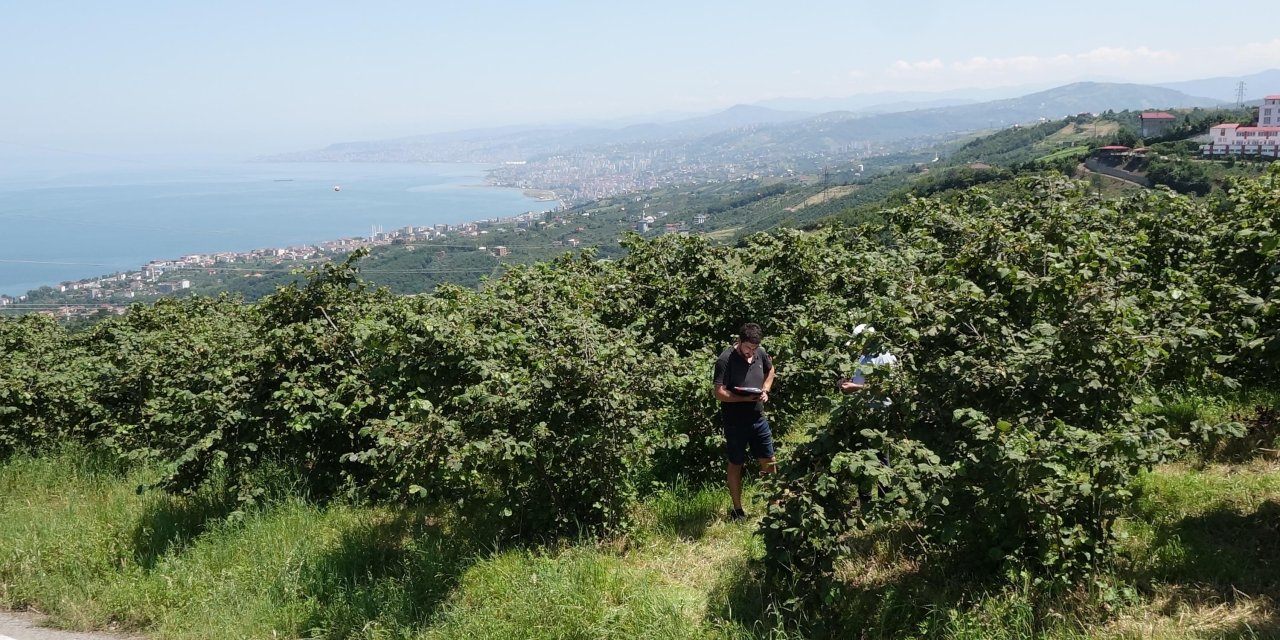 Fındık üretimi için acı tespit "Trabzon'da fındık bahçelerine gençler ilgisiz"