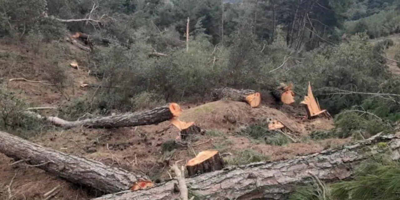 Aydın'da ağaç katliamı! 250 çam ağacını izinsiz kesti