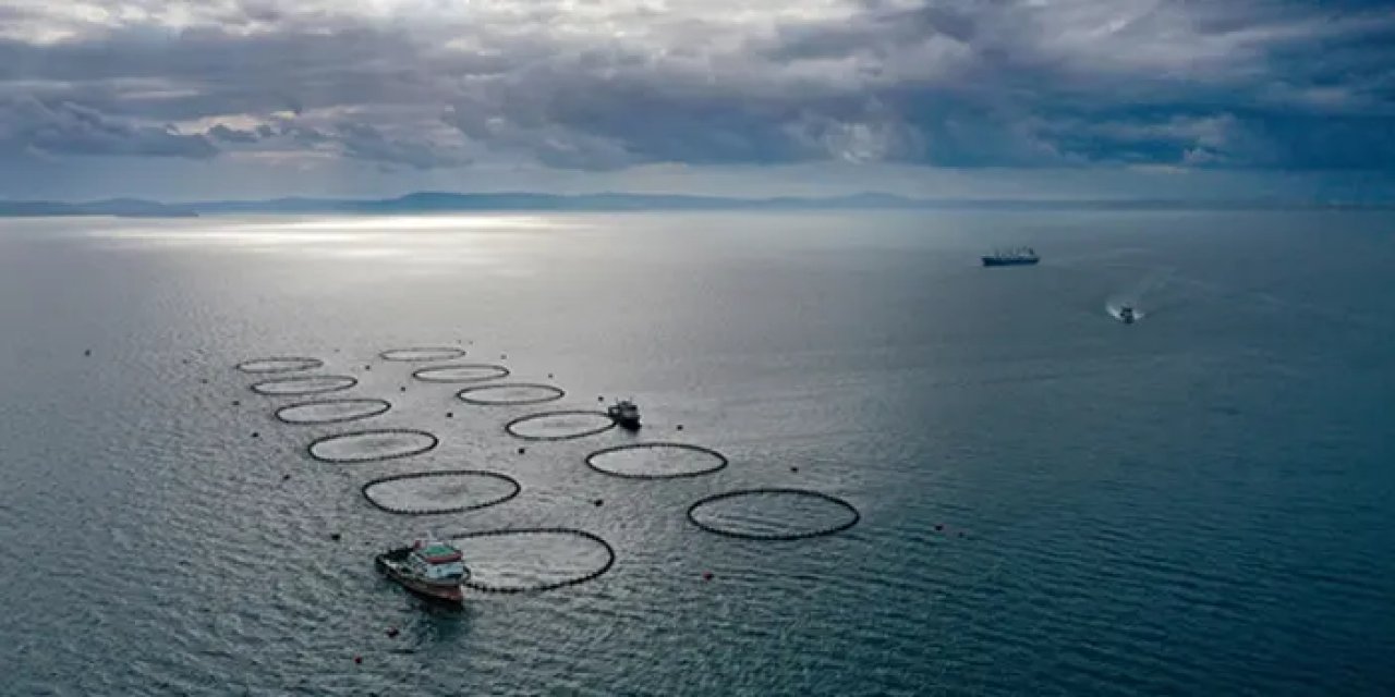 Türkiye Balıkçılık Sektöründe Rekor Üretim ve Sürdürülebilirlik Adımları