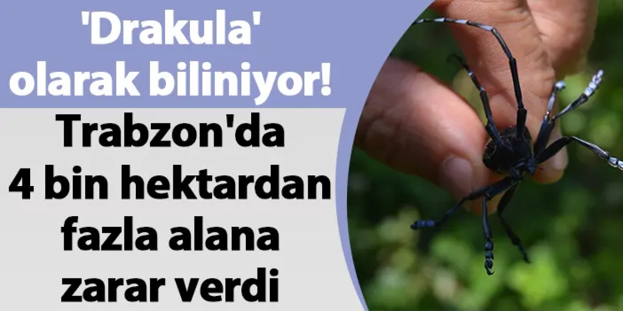 'Drakula' olarak biliniyor! Trabzon'da 4 bin hektardan fazla alana zarar verdi