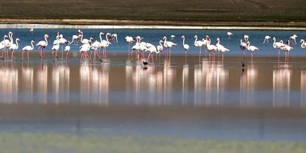 Konya'nın Flamingo Cenneti Düden Gölü'nde Su Seviyesi Alarm Veriyor