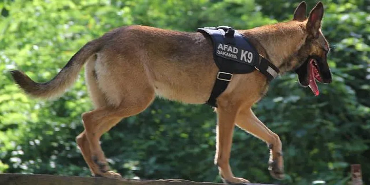 AFAD, Rize K9 ekiplerine kurtarma köpeği eğitimi verdi