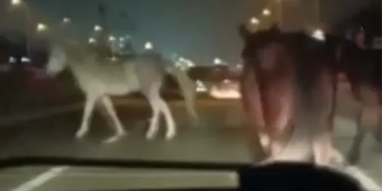 Bursa'da başıboş 4 at tehlike saçtı