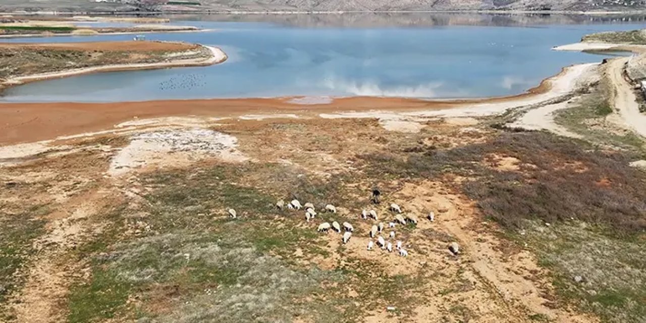 Kızılırmak alarm veriyor! Baraj sularının çekildiği alanda koyunlar otluyor