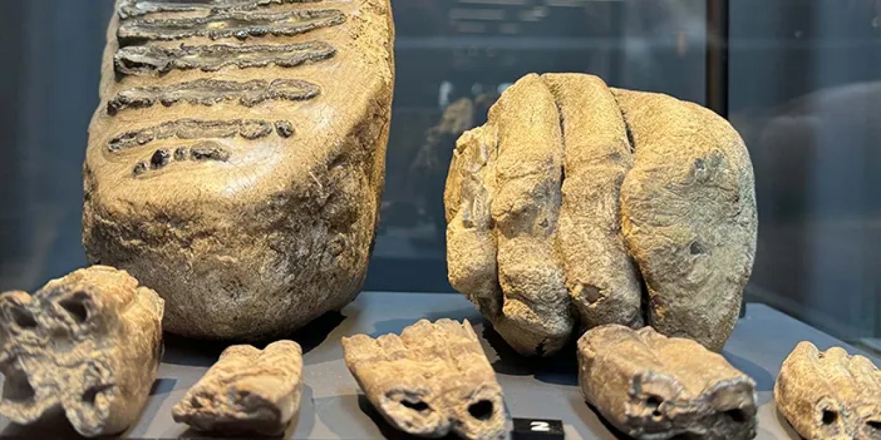 Samsun'da 14 yıl önce tesadüfen bulundular! Mamut fosilleri sergilenmeye başlandı